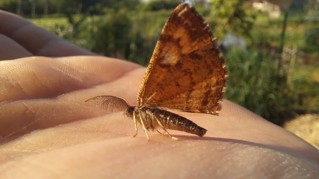 L'écrin de Plantes 20250515 085751