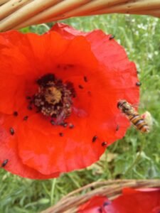 onguent au coquelicot