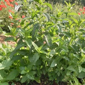 menthe tisane infusion