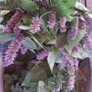 agastache